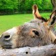 real_Donkey